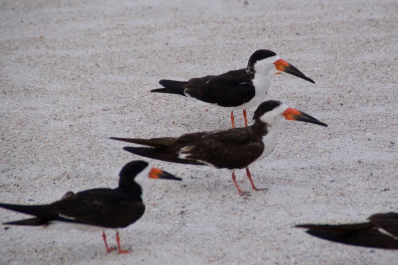 blackskimmerstpetebeachflaug081.jpg
