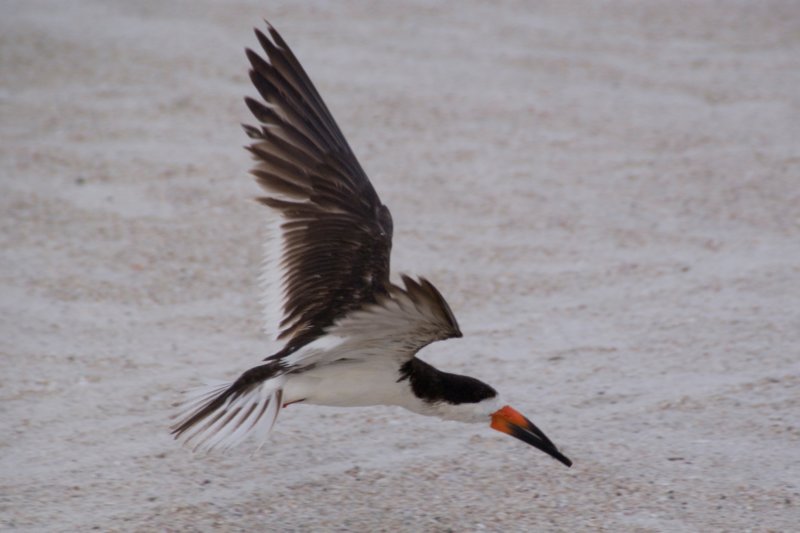 blackskimmerstpetebeachflaug083.jpg