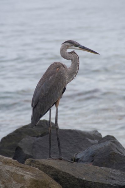greatblueheronstpetebeachflaug081.jpg