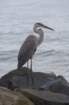 greatblueheronstpetebeachflaug081_small.jpg