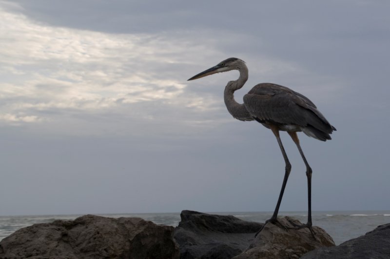 Great Blue Heron, St. Pete Beach, FL, Aug 08-2 greatblueheronstpetebeachflaug082.jpg