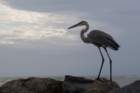 greatblueheronstpetebeachflaug082_small.jpg
