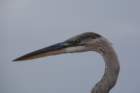 greatblueheronstpetebeachflaug083_small.jpg
