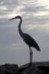 greatblueheronstpetebeachflaug084_small.jpg