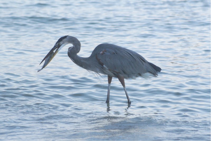 Great Blue Heron, St. Pete Beach, FL, Oct 07-1 greatblueheronstpetebeachfloct071.jpg
