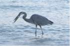 greatblueheronstpetebeachfloct071_small.jpg