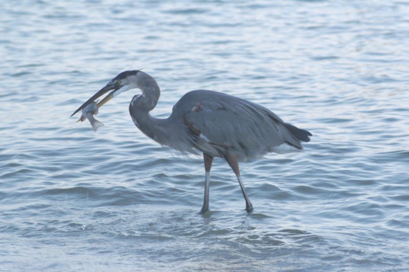 Great Blue Heron, St. Pete Beach, FL, Oct 07-2 greatblueheronstpetebeachfloct072.jpg
