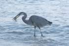 greatblueheronstpetebeachfloct072_small.jpg