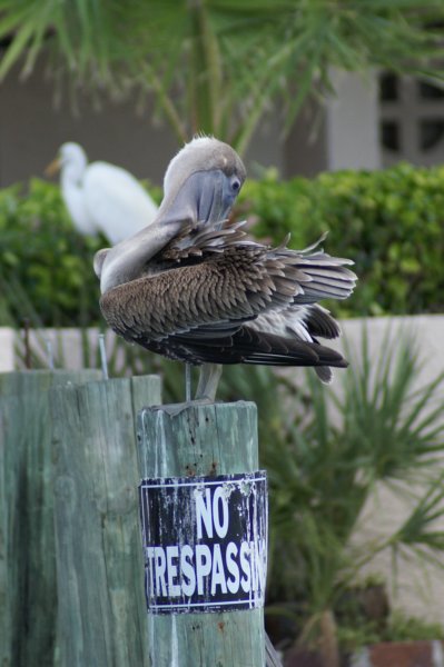 I'm not trespassing I live here imnottrespassingilivehere.jpg