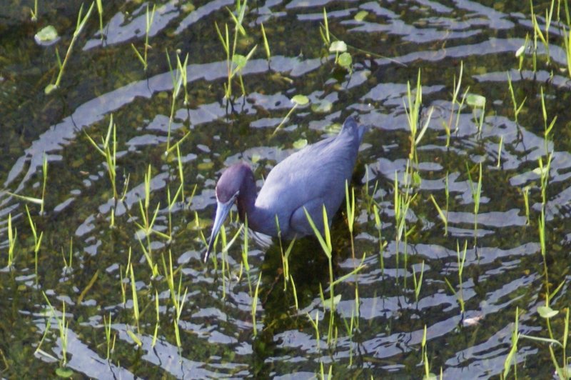 Little Blue Heron, St. Pete Beach, FL, Jun 07-1 littleblueheronstpetebeachfljun071.jpg