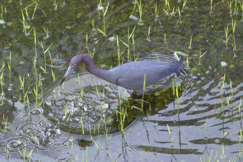 Little Blue Heron, St. Pete Beach, FL, Jun 07-2 littleblueheronstpetebeachfljun072.jpg