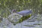 littleblueheronstpetebeachfljun072_small.jpg