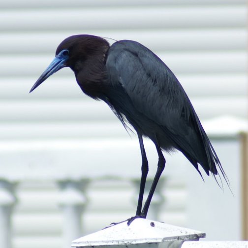 Little Blue Heron, St. Pete Beach, FL, Jun 07-3 littleblueheronstpetebeachfljun073.jpg