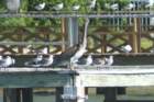 pelicanparade_small.jpg