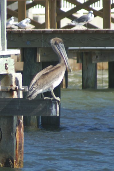 Pelican perch pelicanperch.jpg