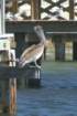 pelicanperch_small.jpg