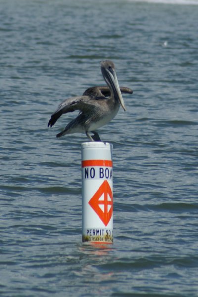 Pelicans allowed pelicansallowed.jpg