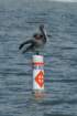 pelicansallowed_small.jpg