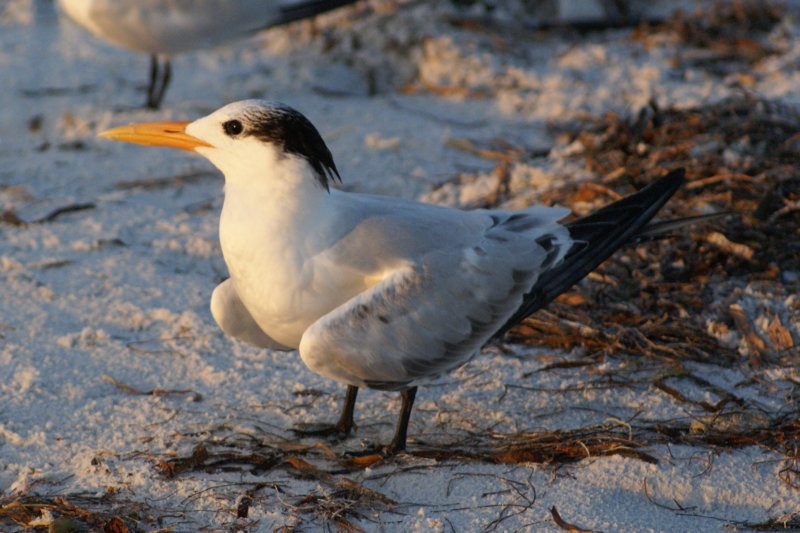 Royal Tern, St. Pete Beach, FL, Oct 07 royalternstpetebeachfloct07.jpg
