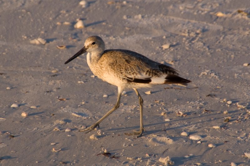 Sandpiper, St. Pete Beach, FL, Aug 08-8 sandpiperstpetebeachflaug088.jpg
