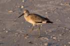 sandpiperstpetebeachflaug088_small.jpg