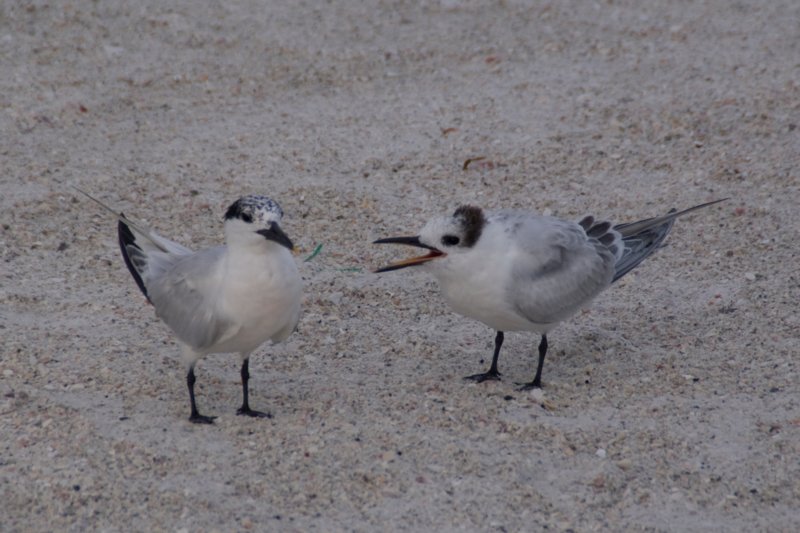 Sandwich Tern, Adult & Juvenile, St. Pete Beach, FL, Aug 08 sandwichternadultjuvenilestpetebeachflaug08.jpg