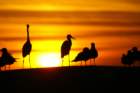 sunsetonstpetebeachoct075_small.jpg