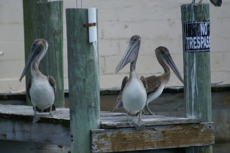 Three's company threescompany.jpg