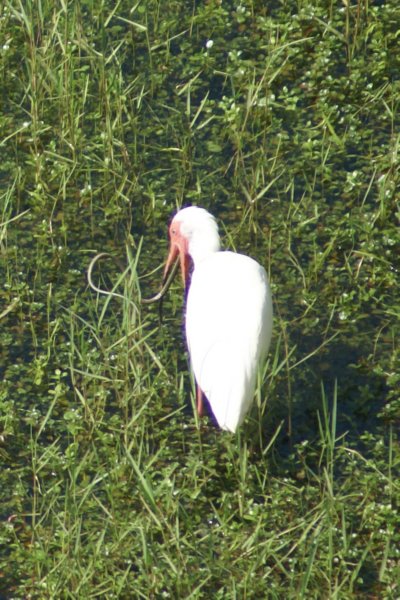 White Ibis (and Snake), St. Pete Beach, FL, Jun 07-1 whiteibisandsnakestpetebeachfljun071.jpg