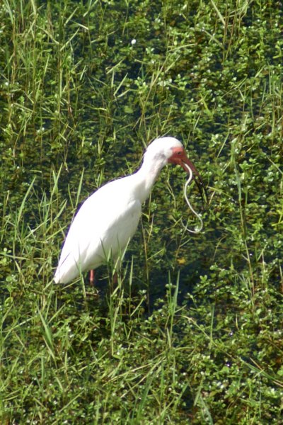 White Ibis (and Snake), St. Pete Beach, FL, Jun 07-2 whiteibisandsnakestpetebeachfljun072.jpg