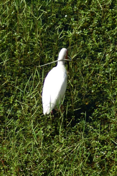 White Ibis (and Snake), St. Pete Beach, FL, Jun 07-3 whiteibisandsnakestpetebeachfljun073.jpg