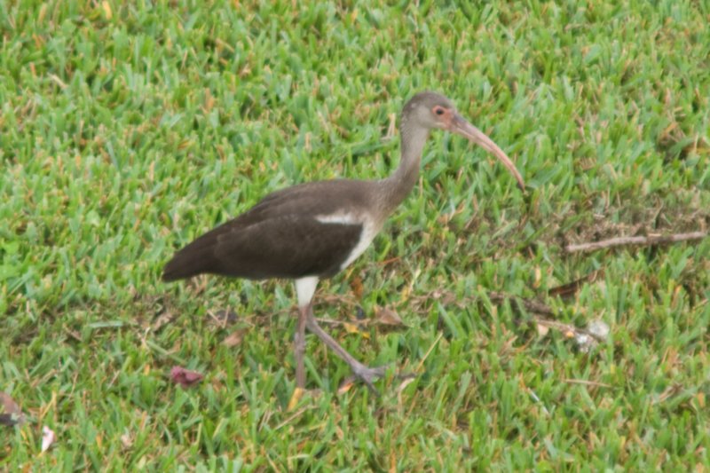 White Ibis (Immature) St. Pete Beach, FL, Oct 08 whiteibisimmaturestpetebeachfloct08.jpg