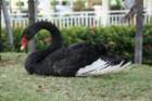 blackswansanjuanprapr07_small.jpg