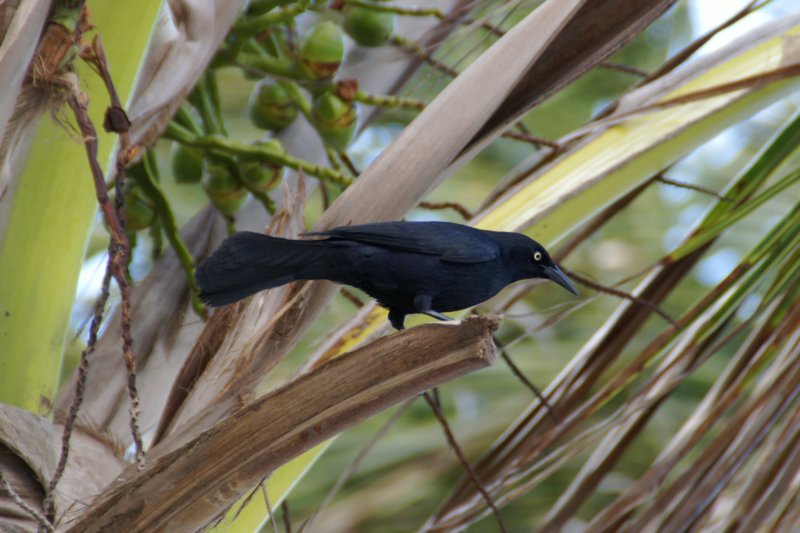 Boat-Tailed Grackle, San Juan PR Mar 07-2 boattailedgracklesanjuanprmar072.jpg