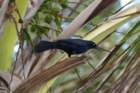boattailedgracklesanjuanprmar072_small.jpg