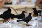 boattailedgracklessanjuanprmar071_small.jpg
