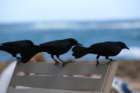 boattailedgracklessanjuanprmar074_small.jpg