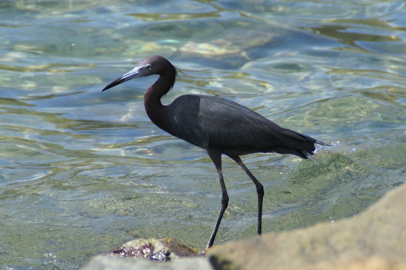 Little Blue Heron, Tortola, BVI, Apr 07 littleblueherontortolabviapr07.jpg