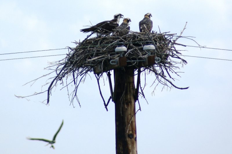 Osprey Juveniles, Morristown, NY, Aug 08-1 ospreyjuvenilesmorristownnyaug081.jpg