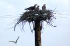 ospreyjuvenilesmorristownnyaug081_small.jpg