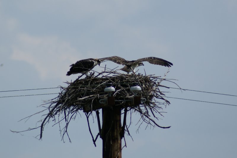 Osprey Juveniles, Morristown, NY, Aug 08-3 ospreyjuvenilesmorristownnyaug083.jpg