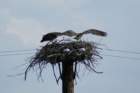 ospreyjuvenilesmorristownnyaug084_small.jpg