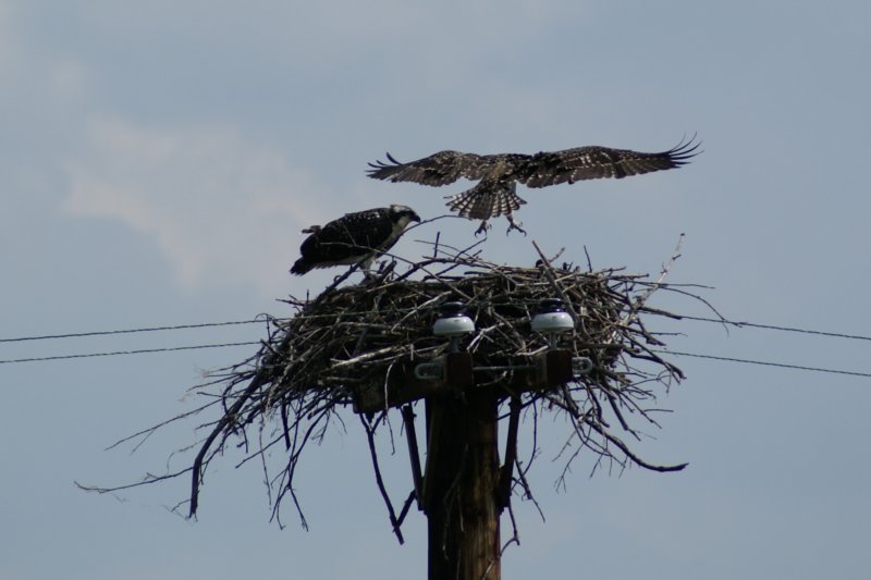 Osprey Juveniles, Morristown, NY, Aug 08-5 ospreyjuvenilesmorristownnyaug085.jpg