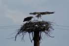 ospreyjuvenilesmorristownnyaug085_small.jpg