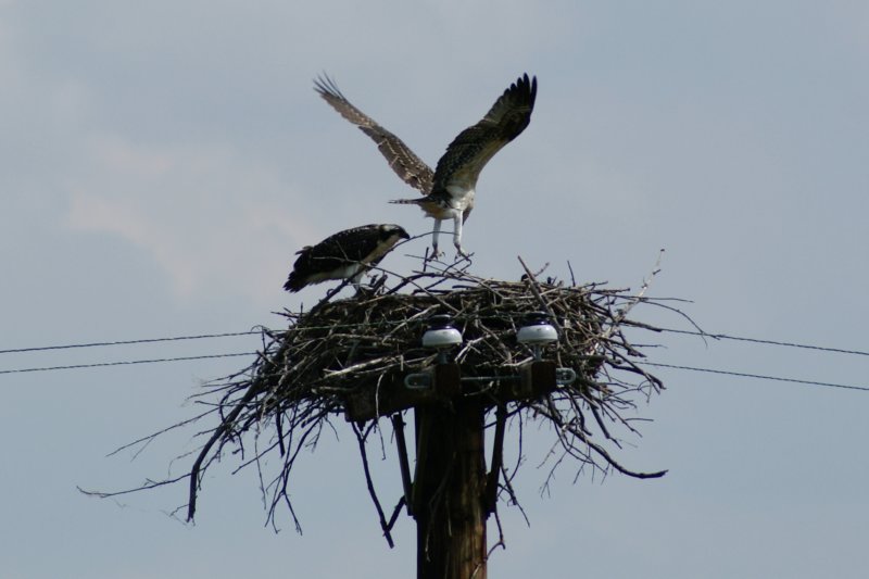 Osprey Juveniles, Morristown, NY, Aug 08-6 ospreyjuvenilesmorristownnyaug086.jpg