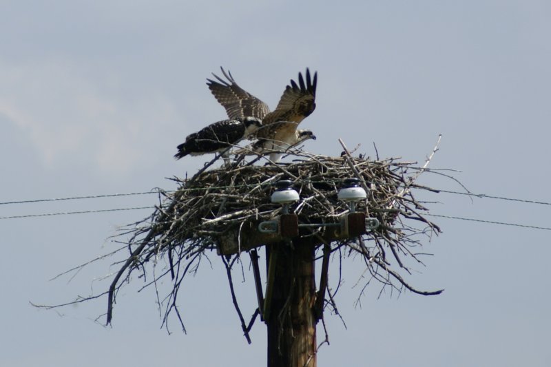 Osprey Juveniles, Morristown, NY, Aug 08-7 ospreyjuvenilesmorristownnyaug087.jpg