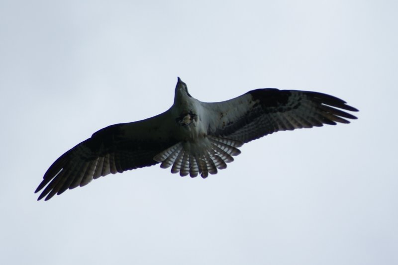 Osprey (with Catfish), Morristown, NY, Aug 08-2 ospreywithcatfishmorristownnyaug082.jpg