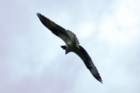 ospreywithcatfishmorristownnyaug083_small.jpg
