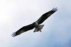 ospreywithcatfishmorristownnyaug084_small.jpg
