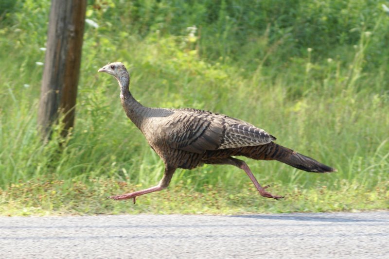 Turkey Hen, Morristown, NY Jul 08-1 turkeyhenmorristownnyjul081.jpg